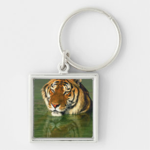 USA, California, Los Angeles County. Bengal Key Ring
