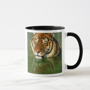USA, California, Los Angeles County. Bengal Mug