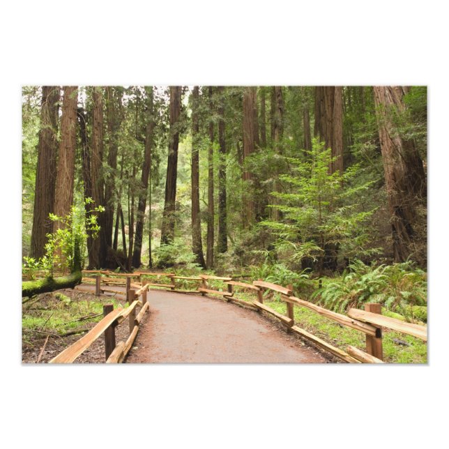 USA, California, Marin County, Muir Woods Photo Print (Front)