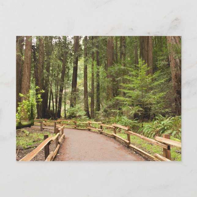 USA, California, Marin County, Muir Woods Postcard (Front)