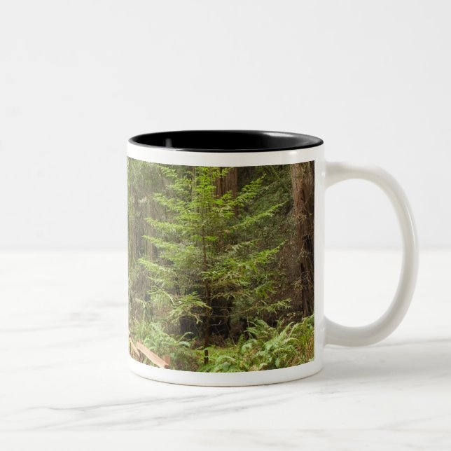 USA, California, Marin County, Muir Woods Two-Tone Coffee Mug (Right)