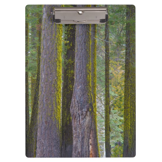 USA, California. Moss Covered Tree Trunks Clipboard (Front)
