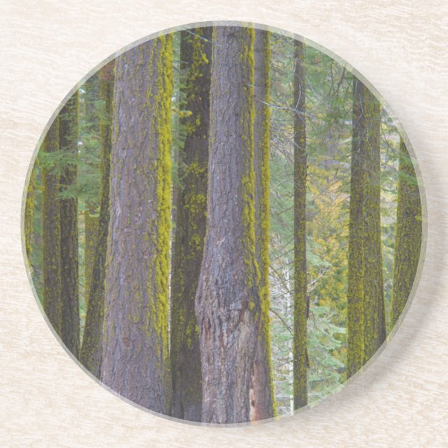 USA, California. Moss Covered Tree Trunks Coaster (Front)