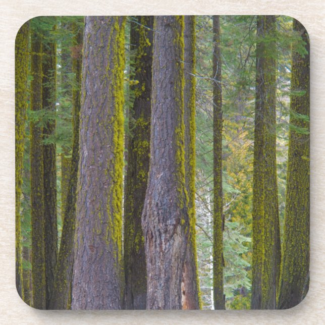 USA, California. Moss Covered Tree Trunks Coaster (Front)