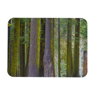 USA, California. Moss Covered Tree Trunks Magnet
