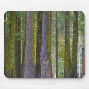 USA, California. Moss Covered Tree Trunks Mouse Mat