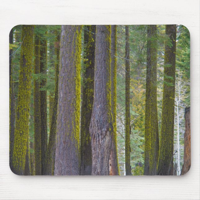 USA, California. Moss Covered Tree Trunks Mouse Mat (Front)
