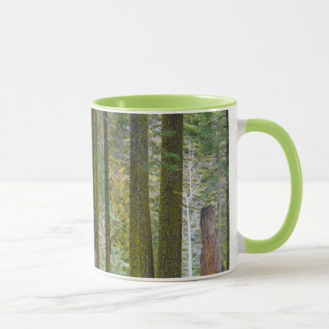 USA, California. Moss Covered Tree Trunks Mug (Right)