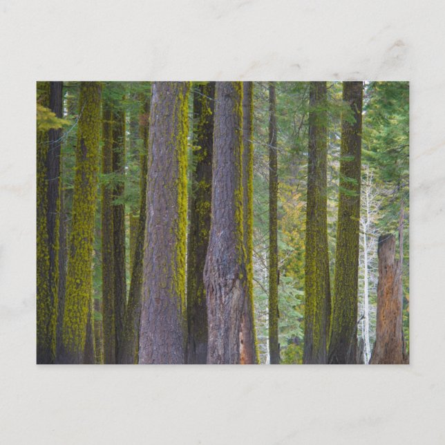 USA, California. Moss Covered Tree Trunks Postcard (Front)
