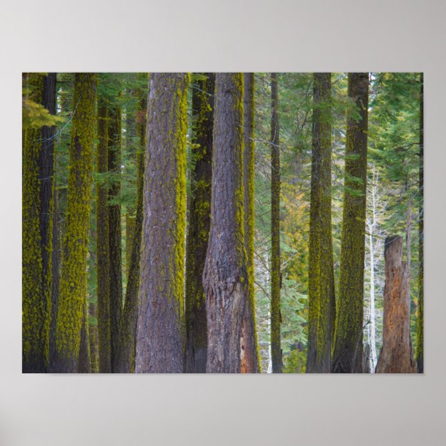 USA, California. Moss Covered Tree Trunks Poster (Front)