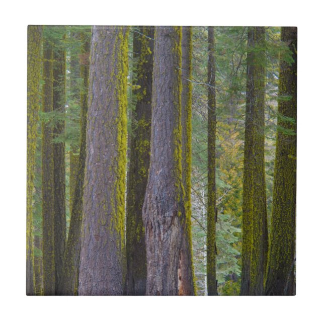USA, California. Moss Covered Tree Trunks Tile (Front)