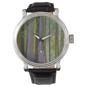 USA, California. Moss Covered Tree Trunks Watch