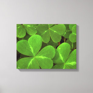 USA, California, Muir Woods. Close-up of clover Canvas Print