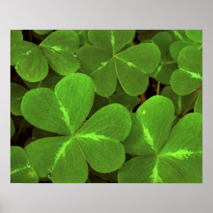 USA, California, Muir Woods. Close-up of clover Poster