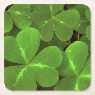USA, California, Muir Woods. Close-up of clover Square Paper Coaster