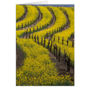 USA, California, Napa Valley, Los Carneros Ava.