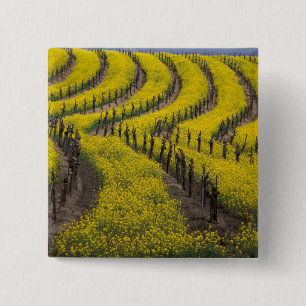 USA, California, Napa Valley, Los Carneros Ava. 15 Cm Square Badge
