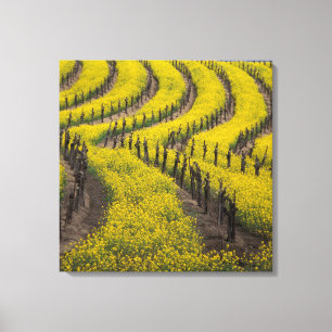 USA, California, Napa Valley, Los Carneros Ava. Canvas Print