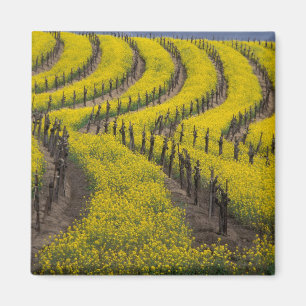 USA, California, Napa Valley, Los Carneros Ava. Magnet