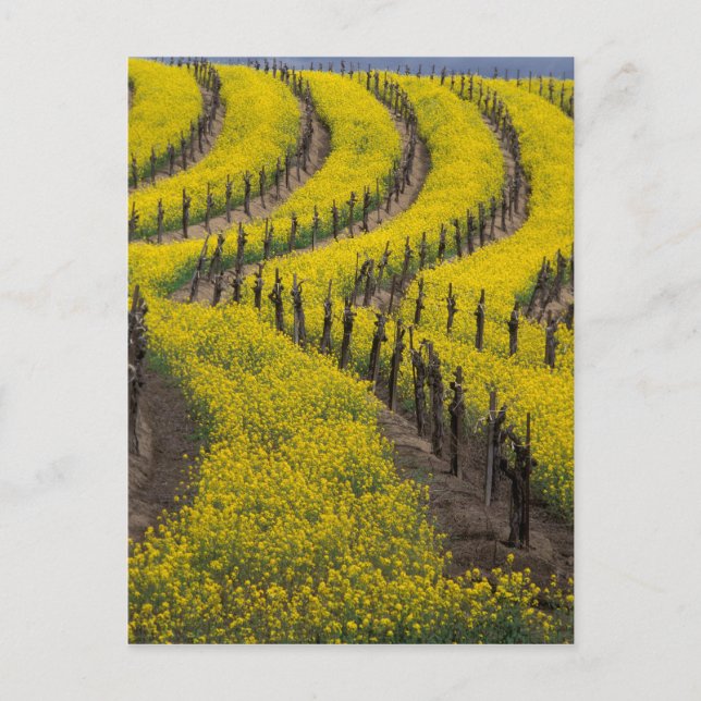 USA, California, Napa Valley, Los Carneros Ava. Postcard (Front)