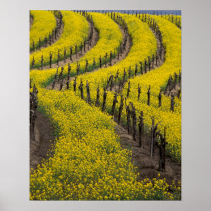 USA, California, Napa Valley, Los Carneros Ava. Poster