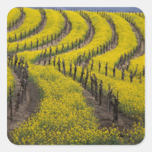 USA, California, Napa Valley, Los Carneros Ava. Square Sticker