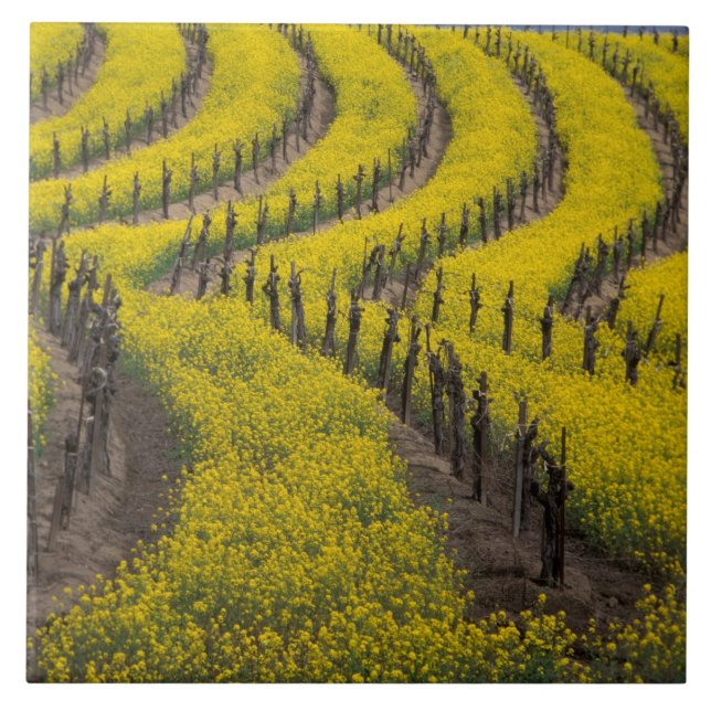 USA, California, Napa Valley, Los Carneros Ava. Tile (Front)
