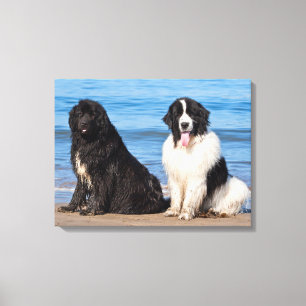 USA, California. Newfoundlands Sitting Canvas Print