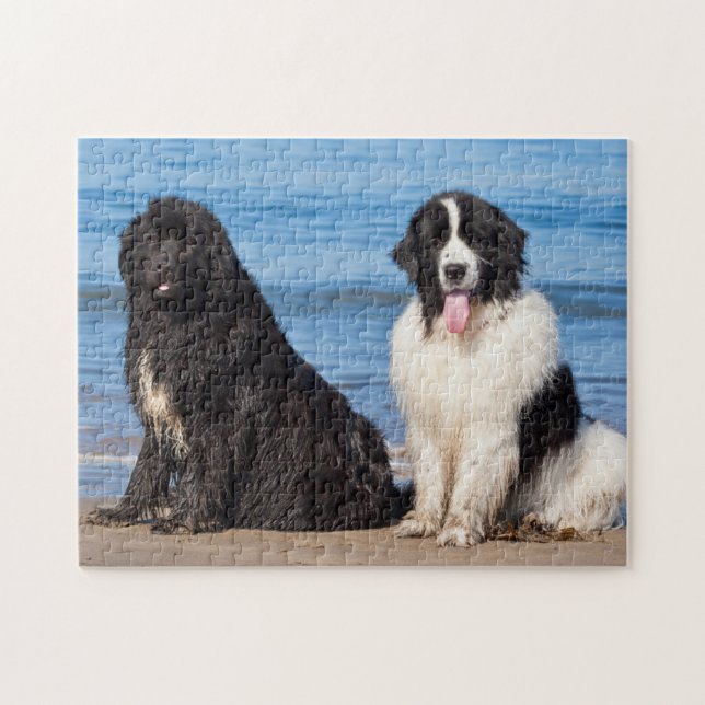 USA, California. Newfoundlands Sitting Jigsaw Puzzle (Horizontal)