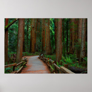USA, California. Path Among Redwoods In Muir Poster