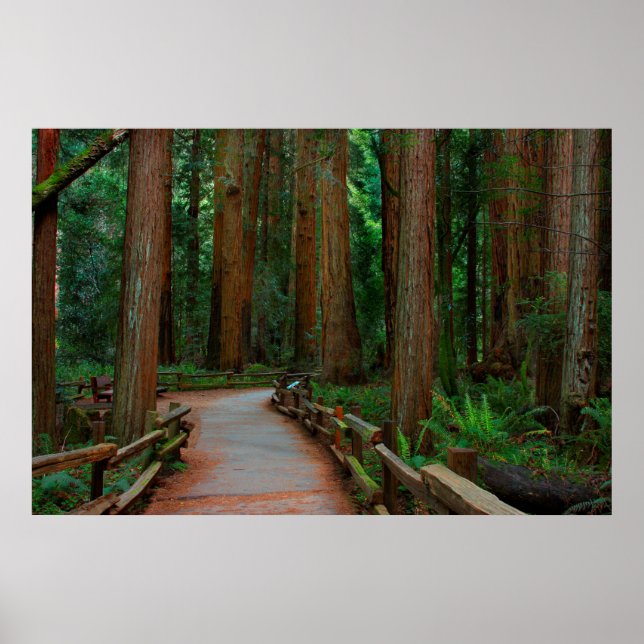 USA, California. Path Among Redwoods In Muir Poster (Front)
