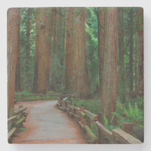 USA, California. Path Among Redwoods In Muir Stone Coaster