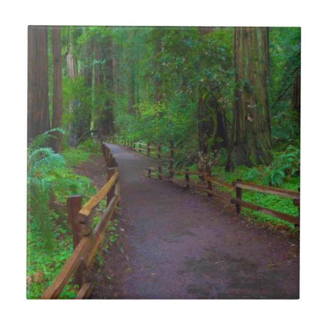USA, California. Path Among Redwoods Tile (Front)
