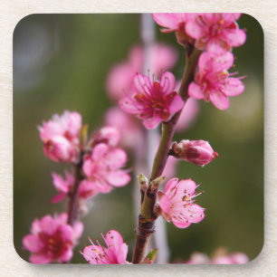 USA, California. Pink Blooms On A Tree Coaster