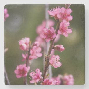 USA, California. Pink Blooms On A Tree Stone Coaster