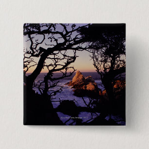 USA, California, Point Lobos, cypress tree and 15 Cm Square Badge