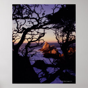 USA, California, Point Lobos, cypress tree and Poster