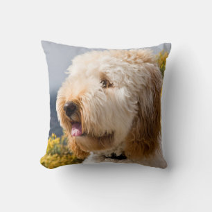 USA, California. Portrait Of Labradoodle 3 Cushion