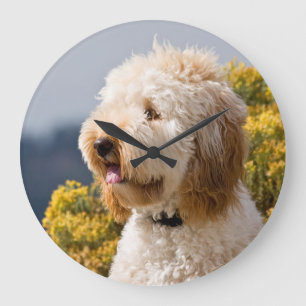 USA, California. Portrait Of Labradoodle 3 Large Clock