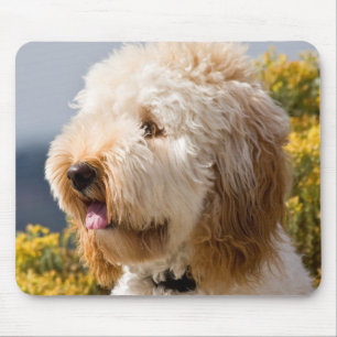 USA, California. Portrait Of Labradoodle 3 Mouse Mat