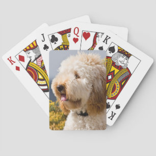 USA, California. Portrait Of Labradoodle 3 Playing Cards