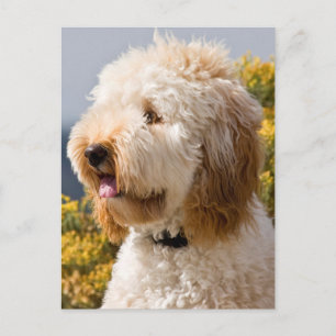 USA, California. Portrait Of Labradoodle 3 Postcard