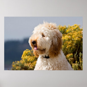 USA, California. Portrait Of Labradoodle 3 Poster
