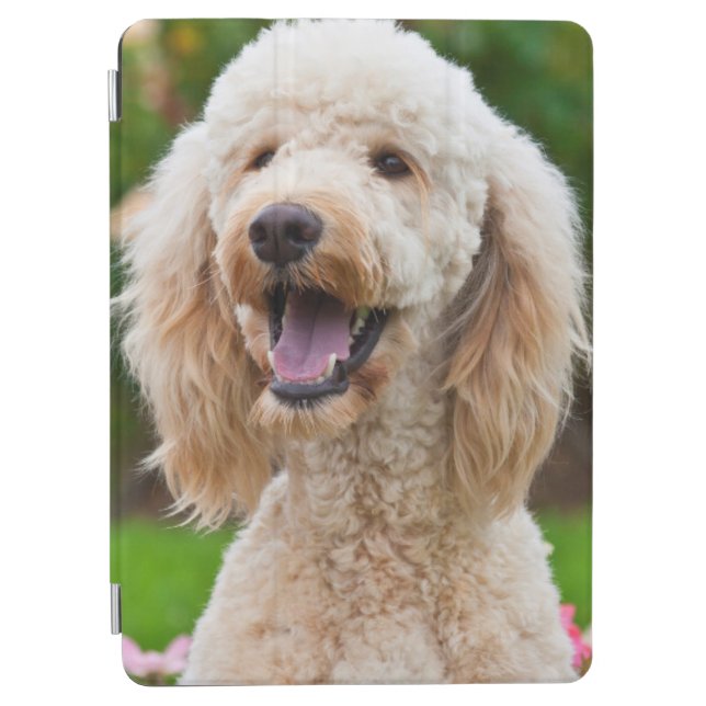 USA, California. Portrait Of Labradoodle iPad Air Cover (Front)