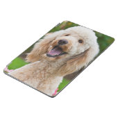 USA, California. Portrait Of Labradoodle iPad Air Cover (Side)