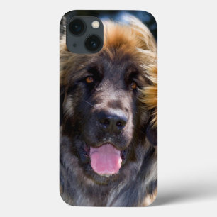 USA, California. Portrait Of Leonberger Sitting iPhone 13 Case