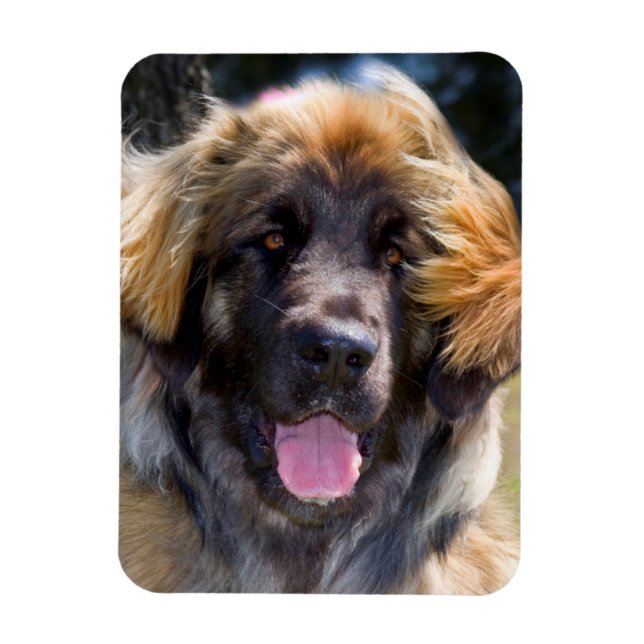USA, California. Portrait Of Leonberger Sitting Magnet (Vertical)