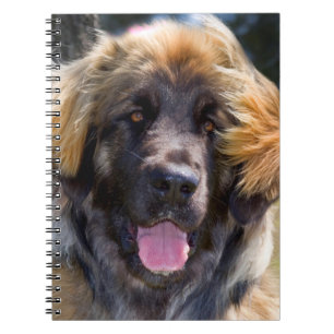 USA, California. Portrait Of Leonberger Sitting Notebook