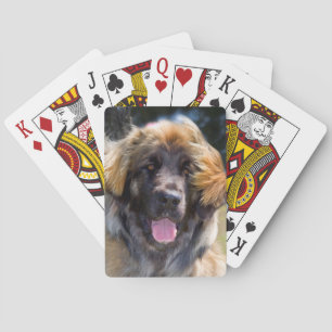 USA, California. Portrait Of Leonberger Sitting Playing Cards