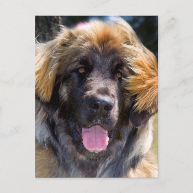 USA, California. Portrait Of Leonberger Sitting Postcard (Front)
